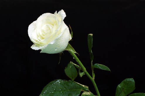 White-Roses-Water-Droplets-HD-Wallpaper