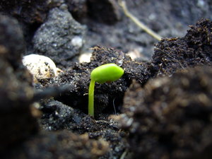 DẠY GIÁO LÝ TRONG MÔI TRƯỜNG TỤC HÓA