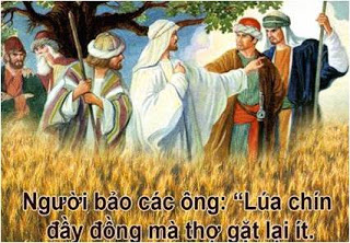 Thứ bảy tuần 1 Mùa Vọng - Mt 9, 35 – 10, 1.5a.6-8