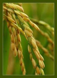 BẢN VĂN CÁC BÀI ĐỌC