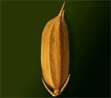 HẠT LÚA MỤC NÁT - TGM Giuse Ngô Quang Kiệt