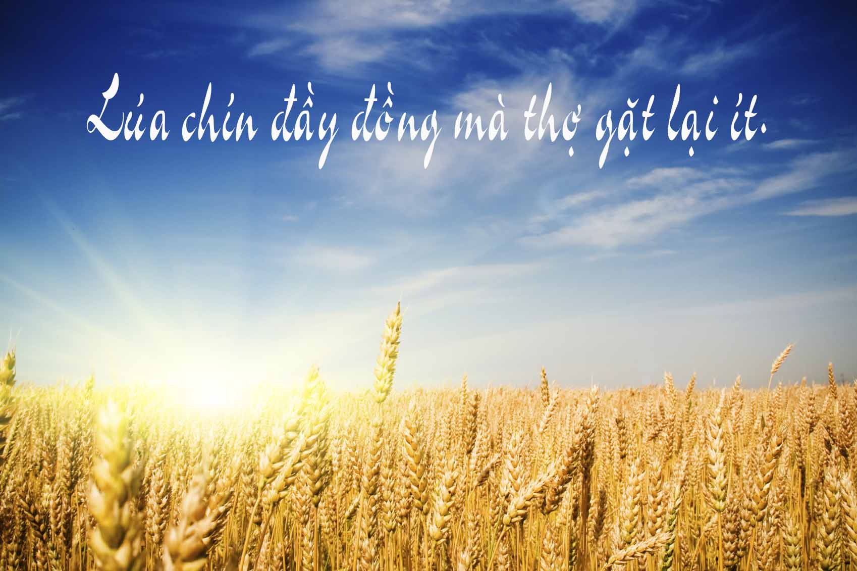 Thứ Ba Tuần 14 Thường niên – Mt 9, 32-38