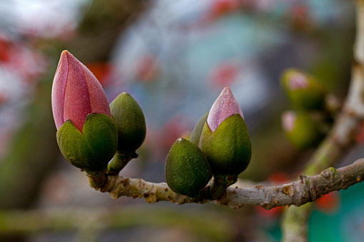 Mùa Vọng, mùa thai nghén