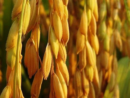 Thứ sáu Tuần 3 Thường niên