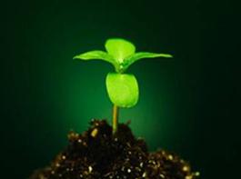 Khúc Hát Hồi Sinh