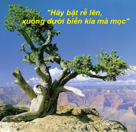 CÁC BÀI SUY NIỆM LỜI CHÚA  CHÚA NHẬT XXVII THƯỜNG NIÊN - NĂM C