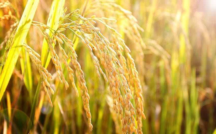 27.1.2017 – Thứ sáu Tuần 3 Thường niên