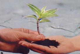 Mảnh Đất Lòng Con