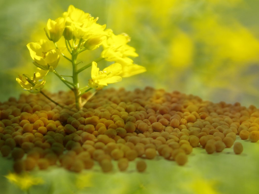 27. 07.2018- Thứ Sáu tuần 16 Thường niên B