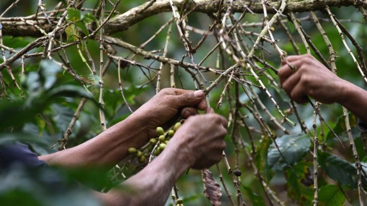 Cha Bruno Rossi, nhà truyền giáo với với hương vị càphê ở Thái Lan