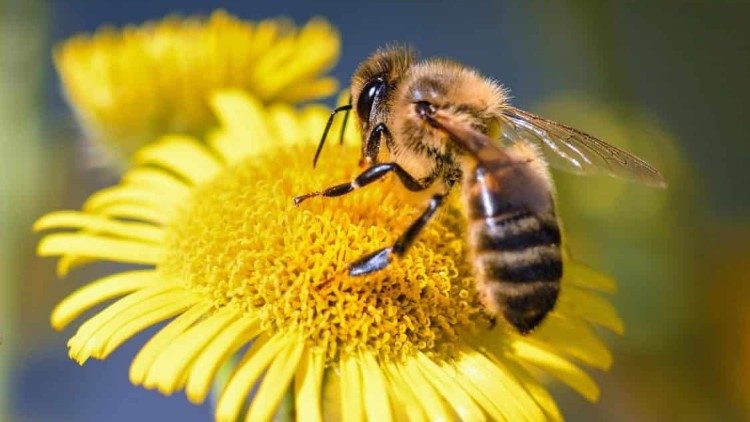 Chân dung đức tin của nhà đạo đức sinh học Stève Bobillier