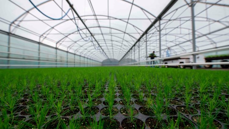 Mục vụ giới trẻ Paraguay sáng kiến trồng 700 ngàn cây xanh 