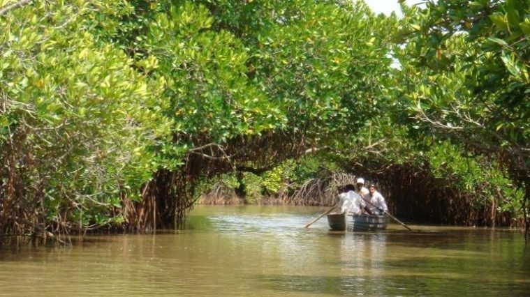 Các Kitô hữu châu Âu cử hành “Thời gian của Thụ tạo 2020”