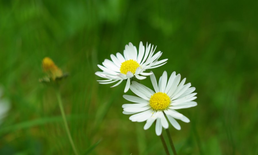 Sống Khiết Tịnh ở người trẻ chưa kết hôn: Nhận định trên phương diện Y khoa và Luân lý Công giáo