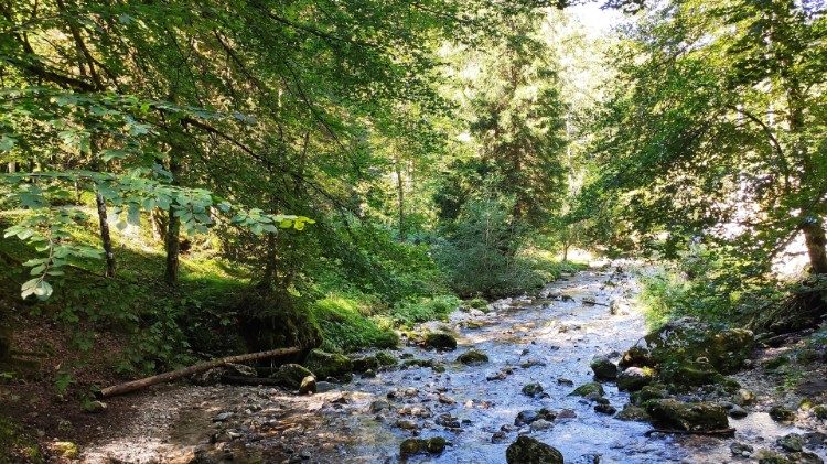 Giáo hội Hàn Quốc dấn thân bảo vệ môi trường trong Năm Laudato Si’