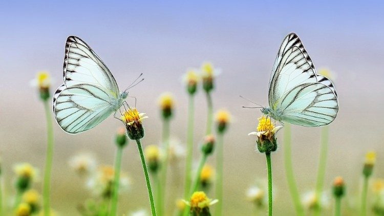 Tài liệu Laudato si’ thứ hai của ĐTC sẽ được công bố vào ngày 4/10/2023